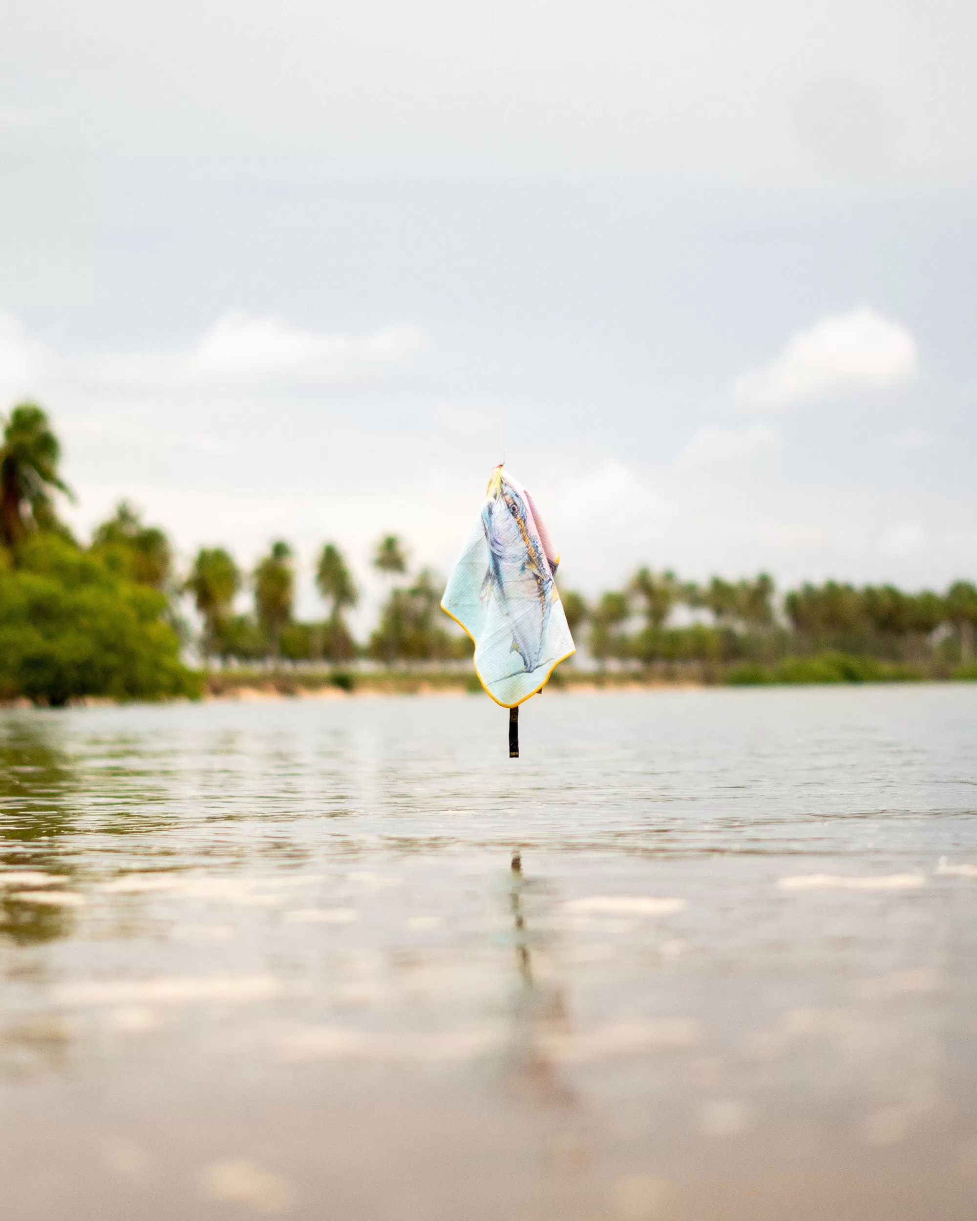 Amadeo Bachar Yellowtail