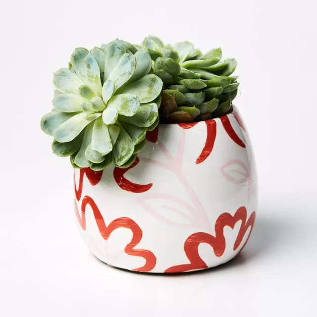 Blossom Planter (Multiple Colors)